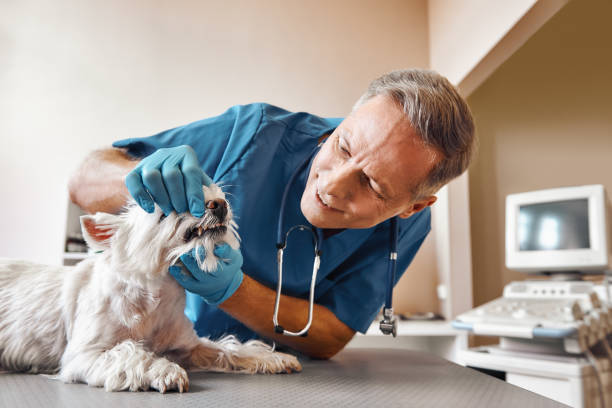 Best Emergency Broken Tooth Repair in Woodburn, IN